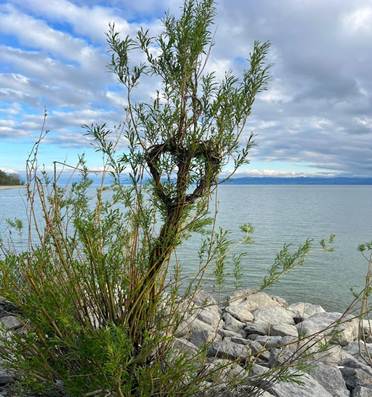 Ein Bild, das drau�en, Wolke, Himmel, Wasser enth�lt.

KI-generierte Inhalte k�nnen fehlerhaft sein.