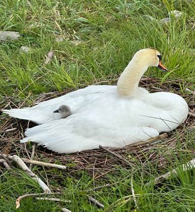 Ein Bild, das Vogel, Wasserv�gel, drau�en, Schwan enth�lt.

KI-generierte Inhalte k�nnen fehlerhaft sein.